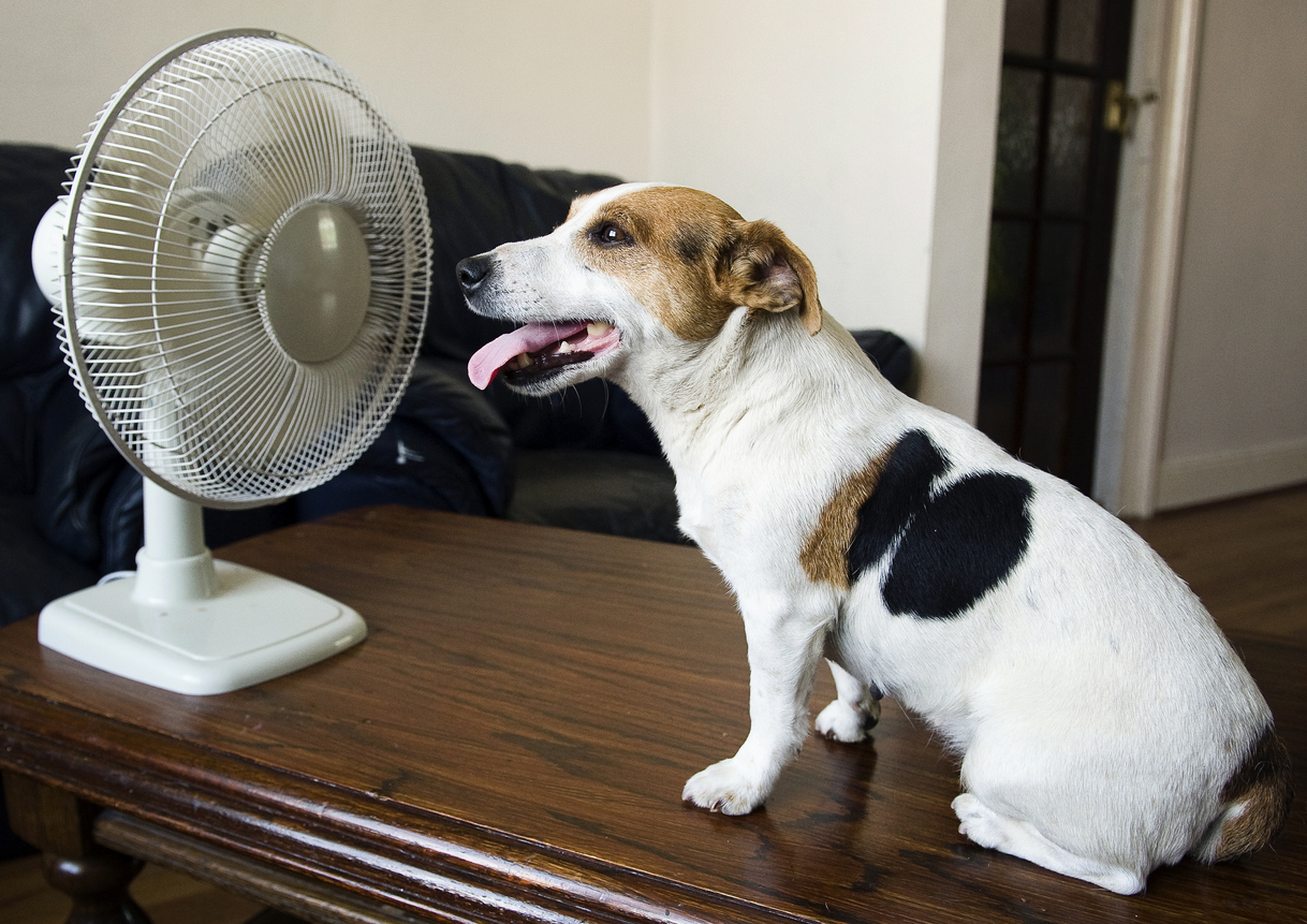 dog-cooling-off-with-fan