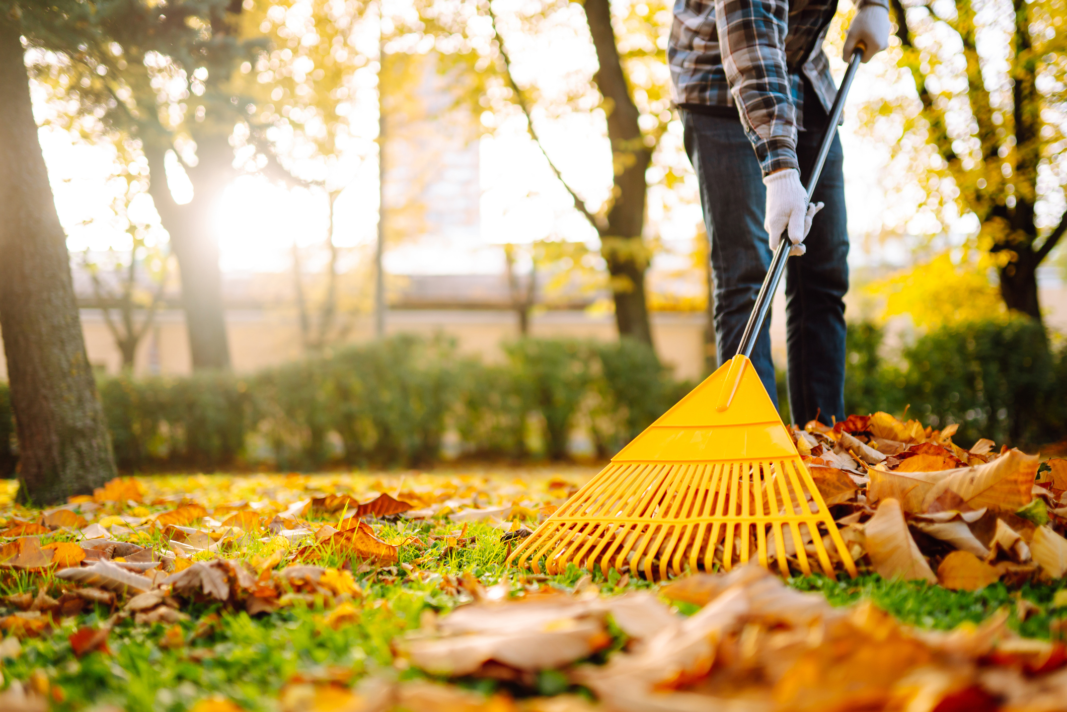 Raking leaves