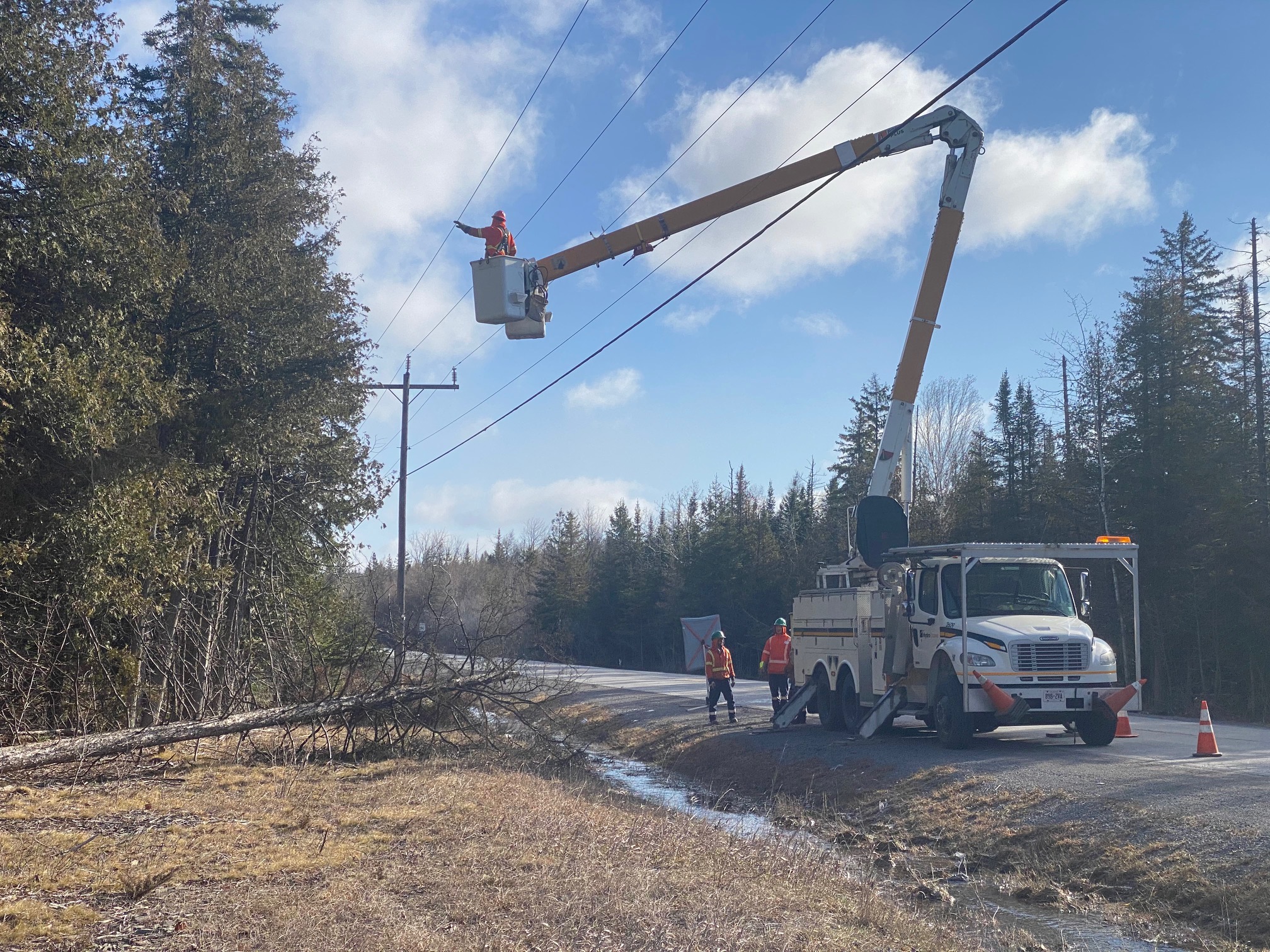 Tree trimming