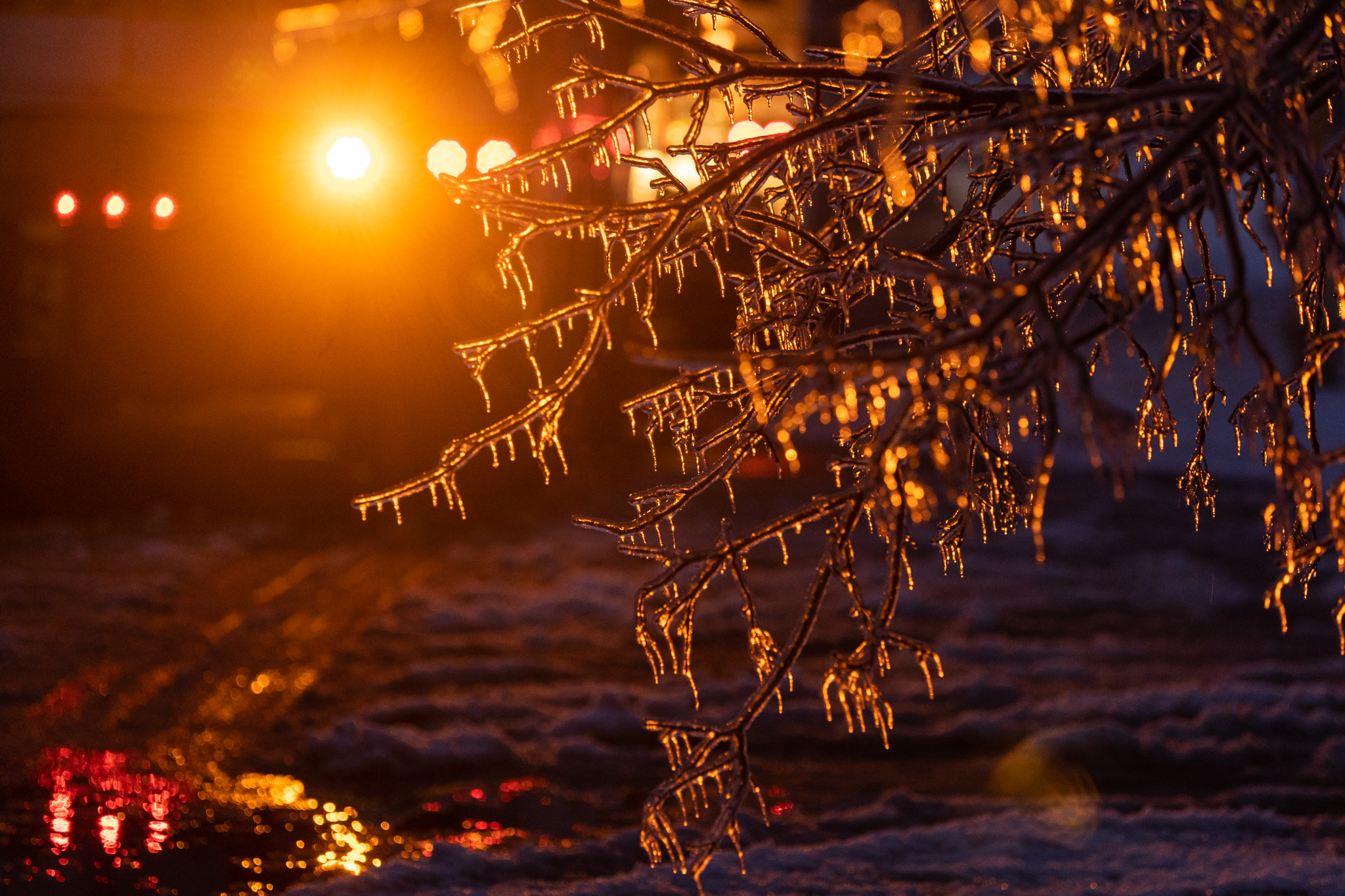 Ice on tree branches