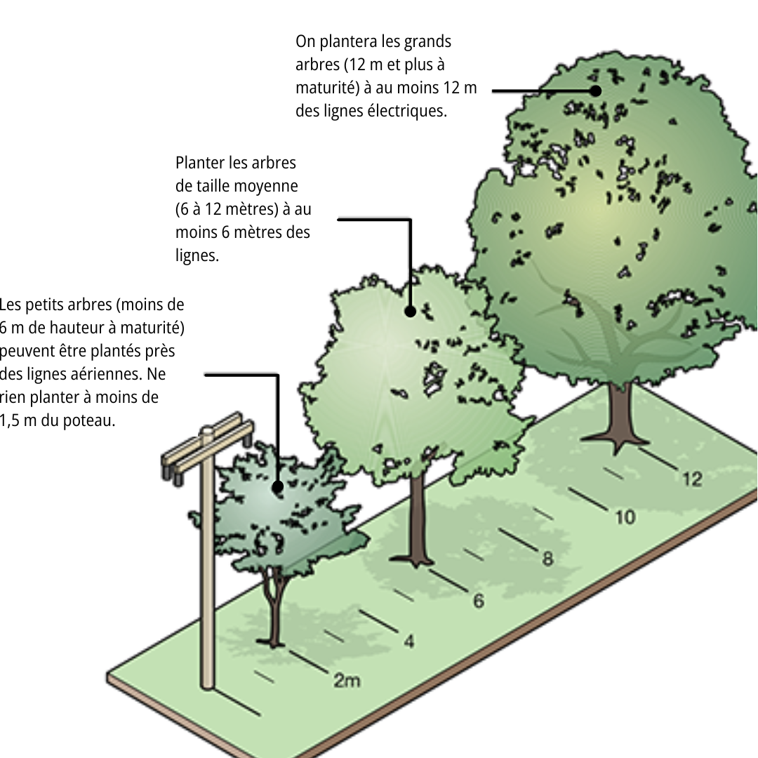 Plantation près des lignes électriques aériennes