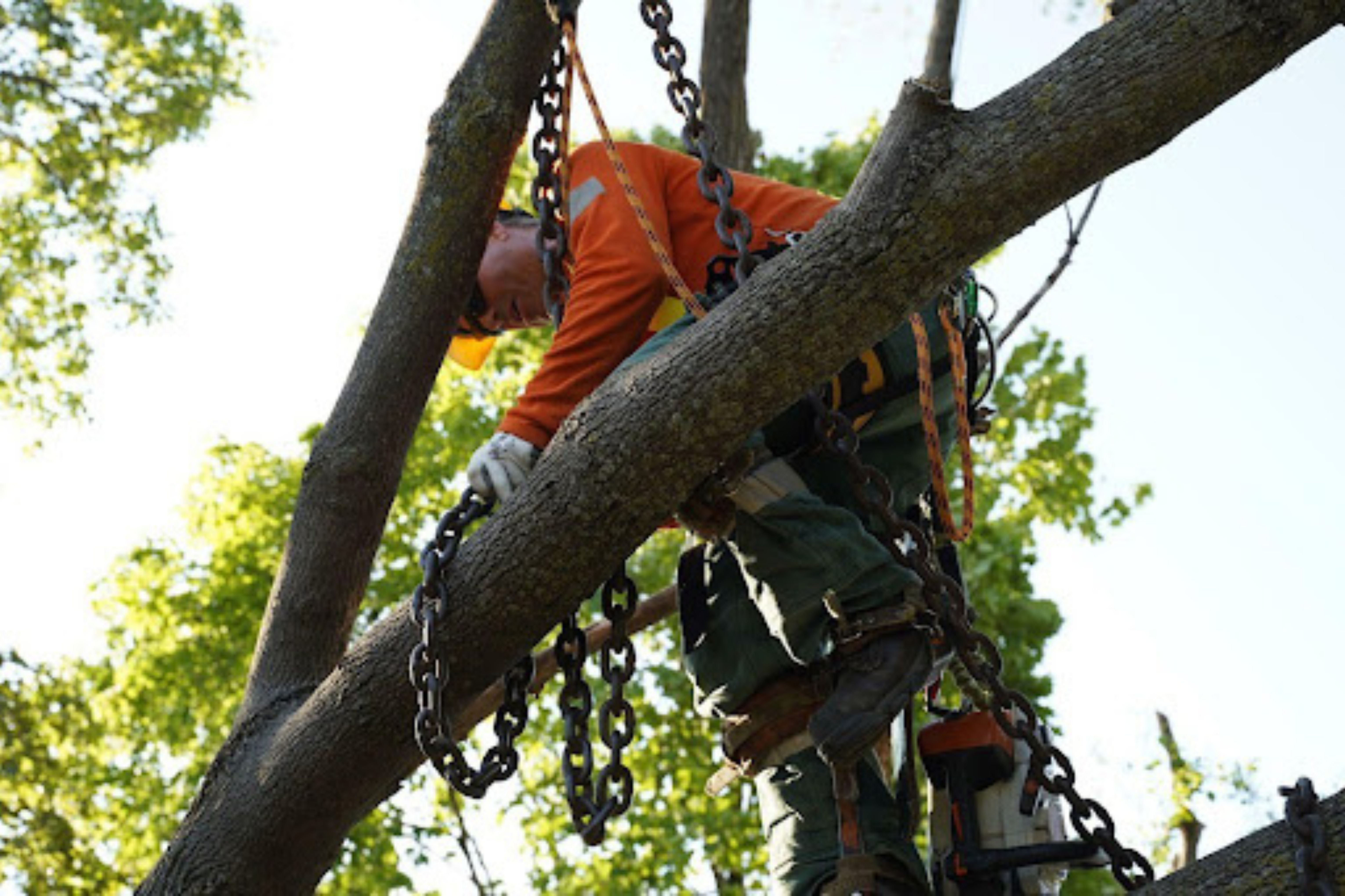 Hydro worker wrapping a chair around a tree branch