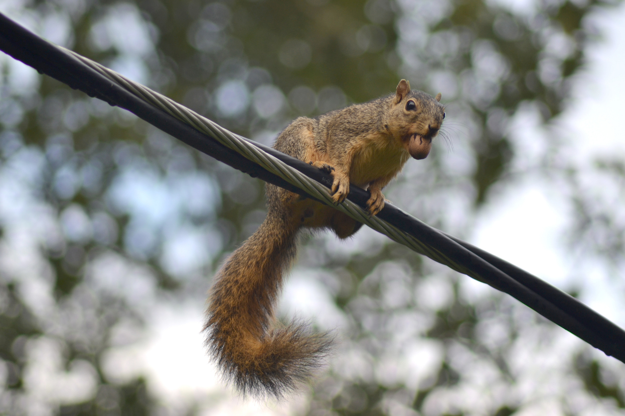 Squirrel Exploding Transformer Outage causes | Hydro Ottawa