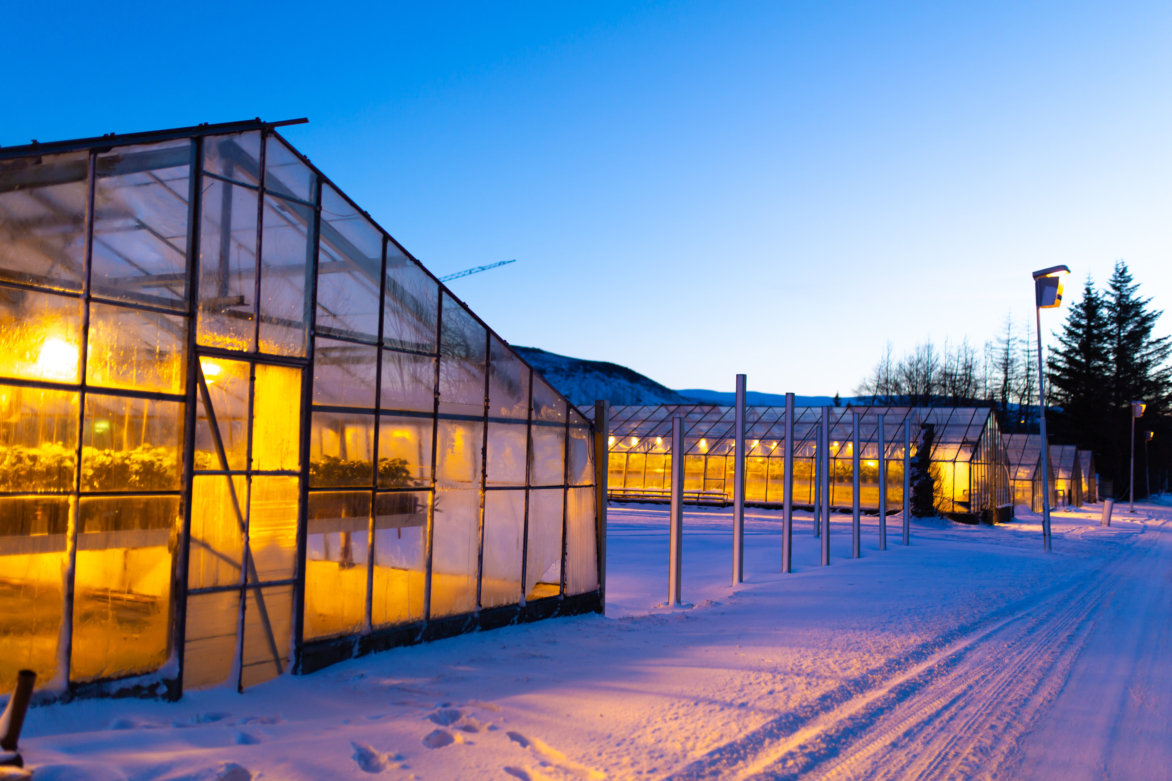 Commercial greenhouse