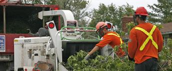 Hydro Ottawa employee trimming a tree in proximity of an overhead wire