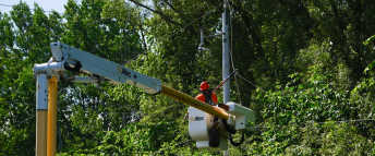 A powerline worker navigates a powerline tangled in tree branches
