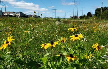 Pollinator meadow with various flowers and plants in a utility corridor with hydro towers and poles