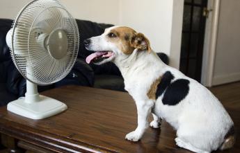 dog-cooling-off-with-fan