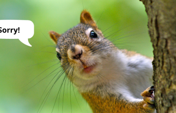 squirrel-outage