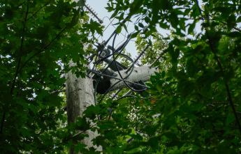Tree fallen on power line