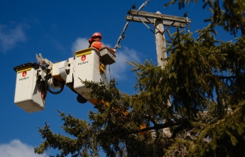 Tree trimming