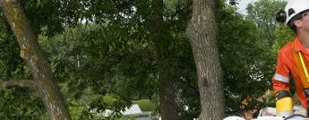 A Hydro Ottawa tree trimmer in an aerial bucket assessing trees in the proximity of wires