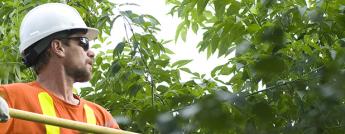 A Hydro Ottawa tree trimmer in an aerial bucket assessing trees in the proximity of wires