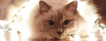 pet-safety-luna