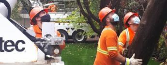 Hydro Ottawa crews, wearing masks, install a hydro pole