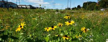 Pollinator meadow with various flowers and plants in a utility corridor with hydro towers and poles
