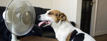 dog-cooling-off-with-fan