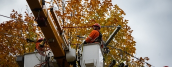 Trimming trees in the fall