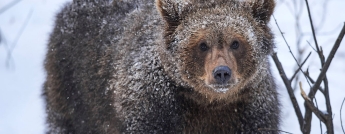 A brown bear in the snow