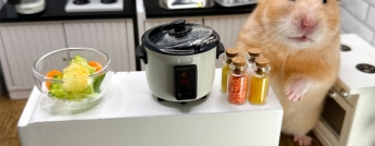 A golden hamster stands near a miniature crock pot in a miniature kitchen 