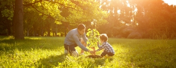 Tree planting